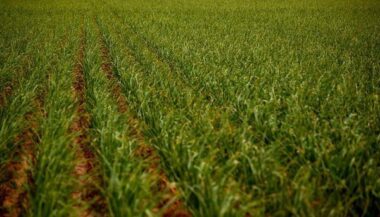Boujdour : des terrains en location dans le nouveau périmètre agricole de Jraifia