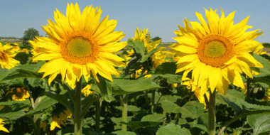 421 MDH mis à contribution pour financer le contrat programme oléagineux 2013-2020