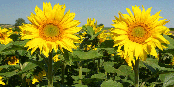 421 MDH mis à contribution pour financer le contrat programme oléagineux 2013-2020