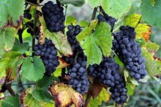 Vin: l'UE sommée de débloquer l'accès au marché chinois