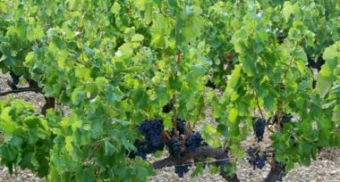 Vins du Maroc: les vendanges annoncent d'excellents crus