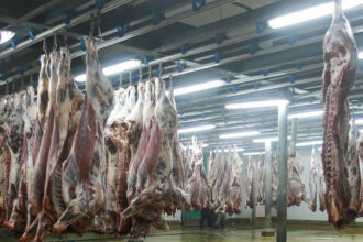 Entre sécheresse et résistance des opérateurs, le marché de la viande rouge est dans l'impasse