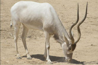 Parc national Souss Massa: réintroduction de 20 addax, espèce menacée de disparition
