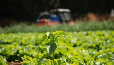 Malgré des conditions climatiques défavorables, la production arboricole et maraîchère a tenu le coup (ministère)