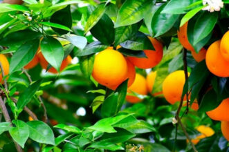 Les exportations de fruits et légumes marocains freinées par une mauvaise saison