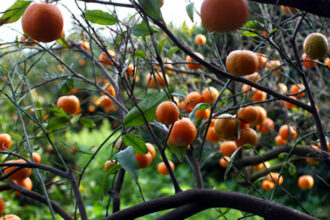 Reprise de 10,7% des exportations agricoles marocaines