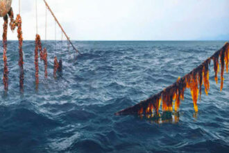 Une nouvelle loi sur l’aquaculture sur la table du gouvernement