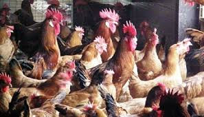 Covid: les abattoirs avicoles souffrent de la crise et lancent un appel