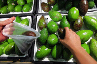 La région de Tanger-Tétouan-Al Hoceima se positionne sur les filières de l'avocat et des fruits rouges