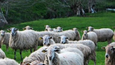 Nouvelles modalités de gestion des espaces pastoraux au Maroc