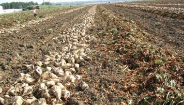 Doukkala-Abda: la campagne betteravière sous de bons auspices