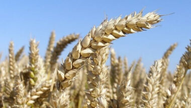 Céréales: le point sur la collecte de la production nationale