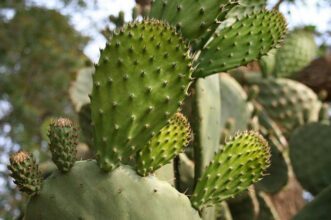 Round up. Nouveau souffle pour la filière du cactus
