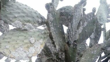 La cochenille du cactus ne représente aucun danger pour la santé humaine
