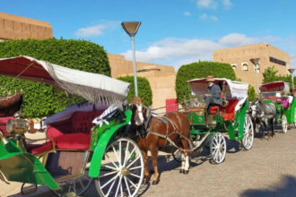 Images. Opération de soutien aux calèches de Marrakech