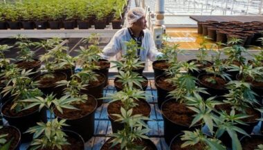 Le Canada légalise le cannabis, les premiers clients sur un nuage