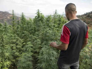 Cannabis: Noreddine Mediane appelle à &ldquo;gracier&rdquo; les 300.000 agriculteurs marocains