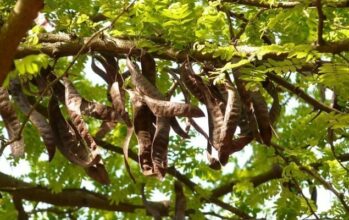 Stress climatique : l’État mise sur le caroubier avec 100.000 ha d’ici 2030