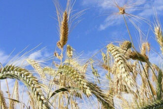 Travaux du sol, semences, emblavement… Comment démarre la campagne céréalière 2023-2024