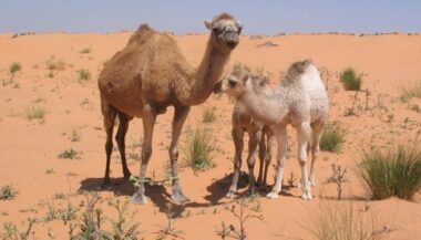 Le yaourt à base du lait de chamelle, un des produits peu familiers à découvrir au Siam 2018
