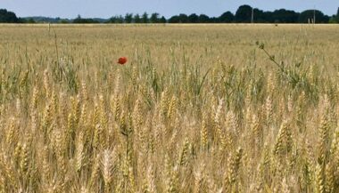 Oxford Business group présente les perspectives favorables de l'agriculture marocaine