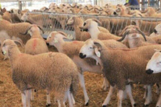 Aïd Al-Adha : l’offre de cheptel couvre largement la demande selon le ministère