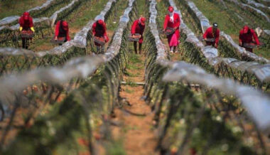 Accord maroco-espagnol pour le recrutement de plus de 15.000 saisonnières à Huelva