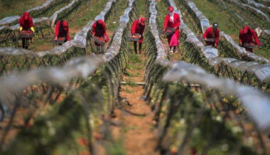Les ouvrières agricoles toujours surexposées au risque de contamination au virus