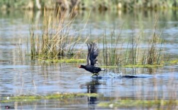 La dernière zone humide du Grand Casablanca est menacée