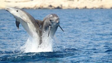 Agadir se dote d'un delphinarium