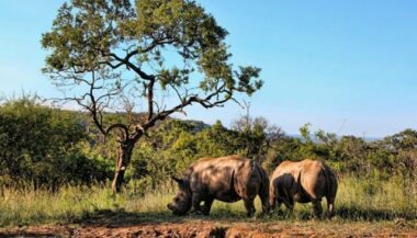 La dégradation des écosystèmes coûte 68 milliards de dollars par an à l'Afrique!