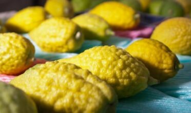 Les etrogs marocains exportés en Israël pour la fête de Souccot 