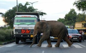 La Terre a perdu 60% de ses animaux sauvages en 44 ans