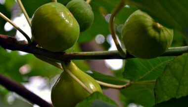 Berkane: Projet de plantation de 100 ha de figuiers