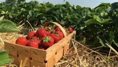 Fraises contaminées. L’association des producteurs dans l’incompréhension
