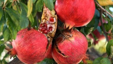 L'effet favorable de la grenade sur les maladies neurodégénératives (étude)