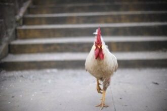 Chine: 11e cas de grippe aviaire H7N9 enregistré