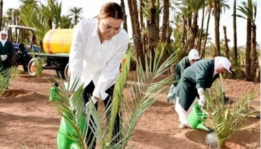 Palmeraie de Marrakech: le programme de sauvegarde va bon train