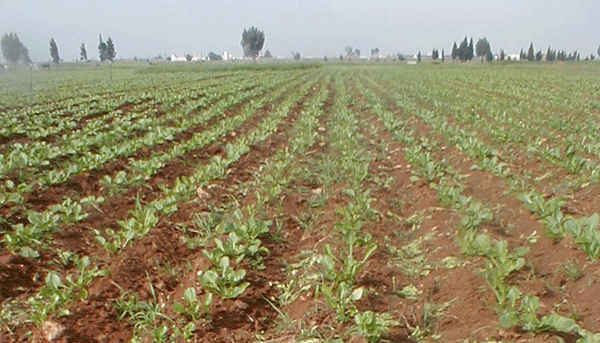OCP et le ministère de l’Agriculture vont encourager l’utilisation des engrais