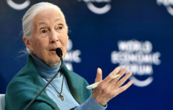 Coronavirus: &ldquo;les humains doivent cesser de mépriser la nature&rdquo; (Jane Goodall)