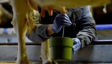 Boycott/lait: Les éleveurs reportent leur manifestation