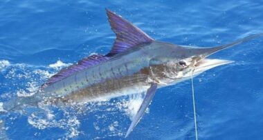 Les passionnés de pêche sportive se donnent rendez vous ce week-end à Mohammedia