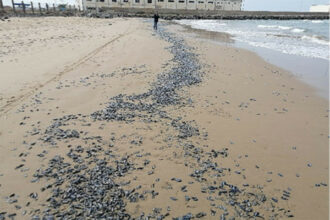 La fausse méduse &ldquo;la vélelle&rdquo; de retour aux plages méditerranéennes marocaines