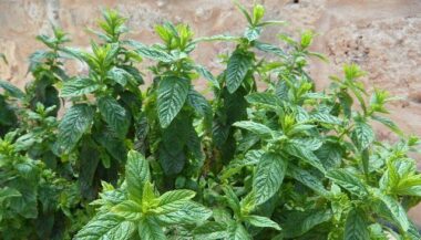 Menthe : révision des mesures phytosanitaires