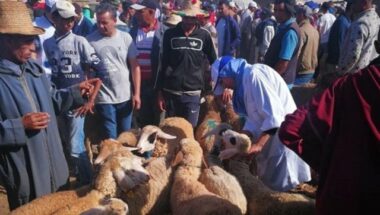 Aid Al Adha : l'ONSSA a examiné 2600 carcasses de moutons entre le 22 et le 25 août