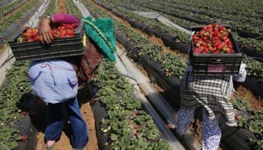Des médiatrices au service des ouvrières agricoles marocaines en Espagne