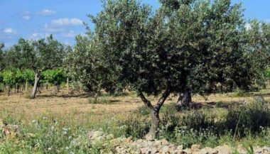 Dans les régions oléicoles, la sécheresse persistante menace la survie des oliveraies