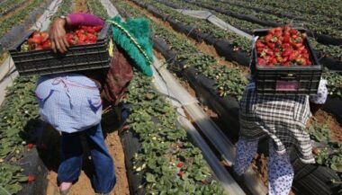 Le retard de l’arrivée des &ldquo;ouvrières marocaines" expose les champs de Huelva à de graves "pertes financières&rdquo;