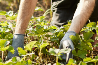 Ce que l'on sait du recrutement des saisonniers marocains en France et en Espagne