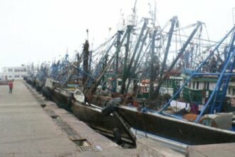 Hausse de 56% de la valeur des débarquements des poissons pélagiques à fin février